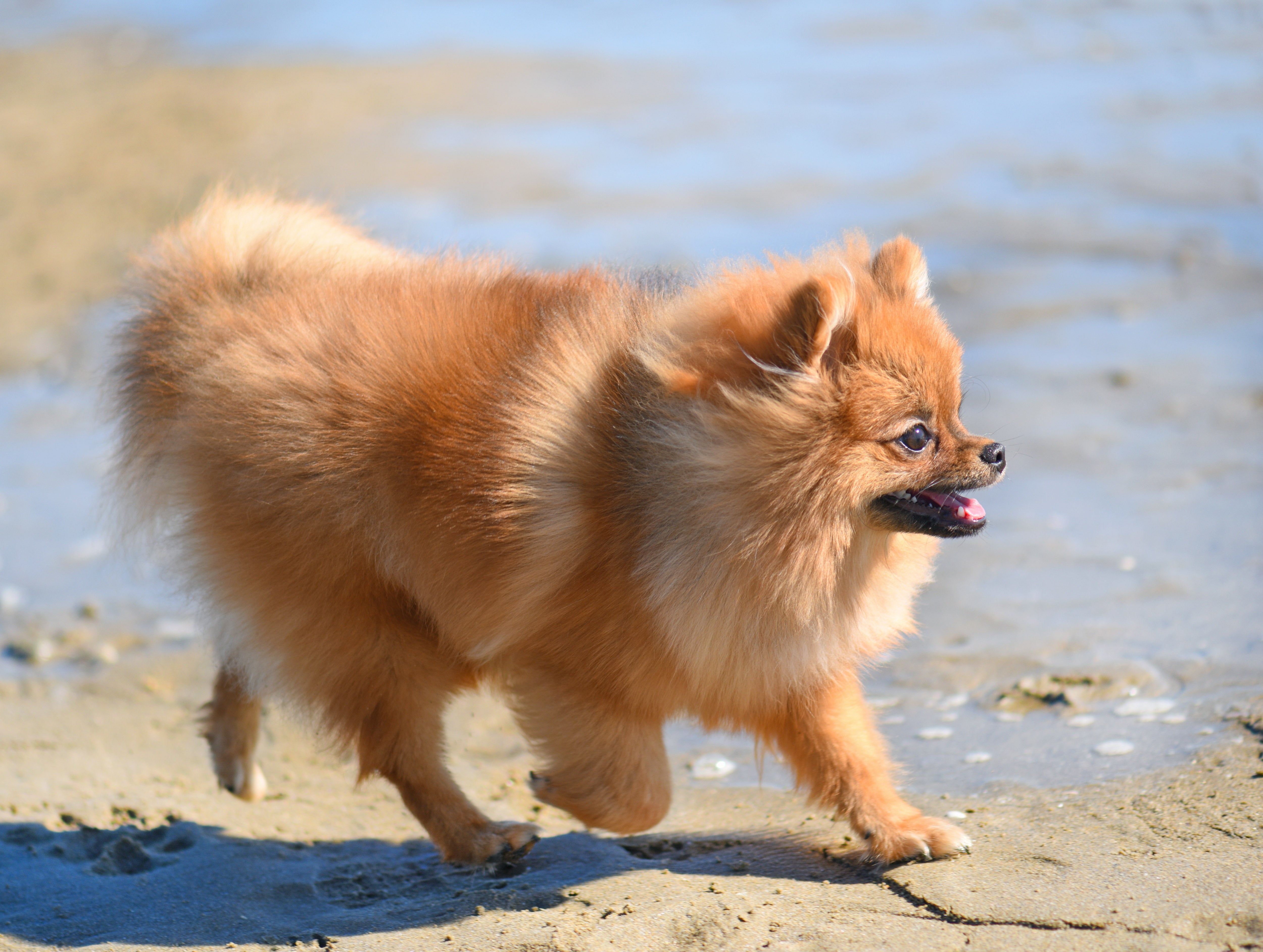 Tudo o que você precisa saber sobre o Lulu da Pomerânia – Guia Umami de Cuidados Pet